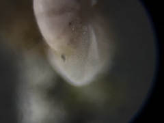 Elphidiella groenlandica