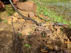 Amphiesma stolatum