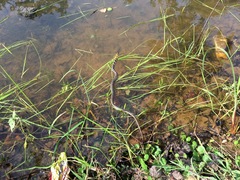 Amphiesma stolatum