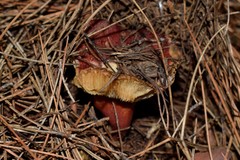 Russula torulosa