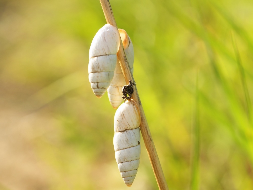 Brephulopsis cylindrica