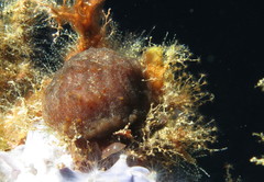 Aplidium fuscum