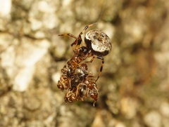 Dipoena melanogaster