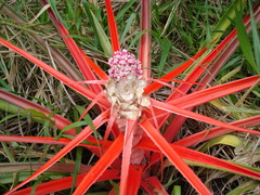 Bromelia balansae