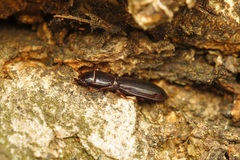 Tenebroides fuscus