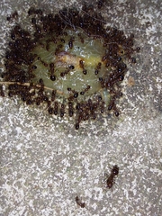Formicidae