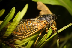 Cicadetta concinna