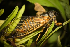 Cicadetta concinna