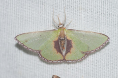 Synchlora astraeoides