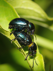 Chrysochus asclepiadeus