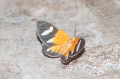 Hagnagora croceitincta