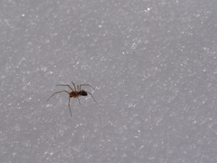 Lepthyphantes