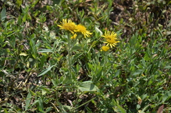 Pentanema britannica