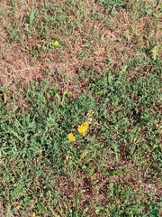 Pentanema britannica