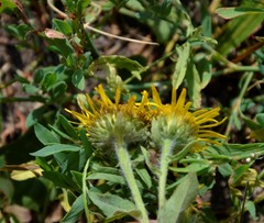 Pentanema britannica