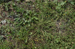 Scorzoneroides autumnalis