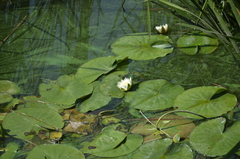 Nymphaea candida