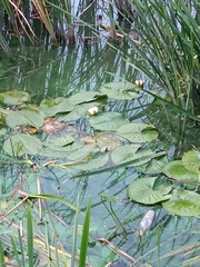 Nymphaea candida
