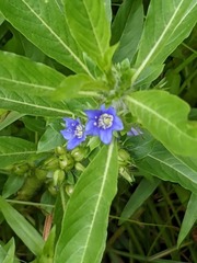 Hydrolea quadrivalvis