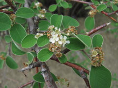 Cotoneaster suavis