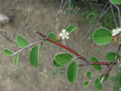 Cotoneaster suavis