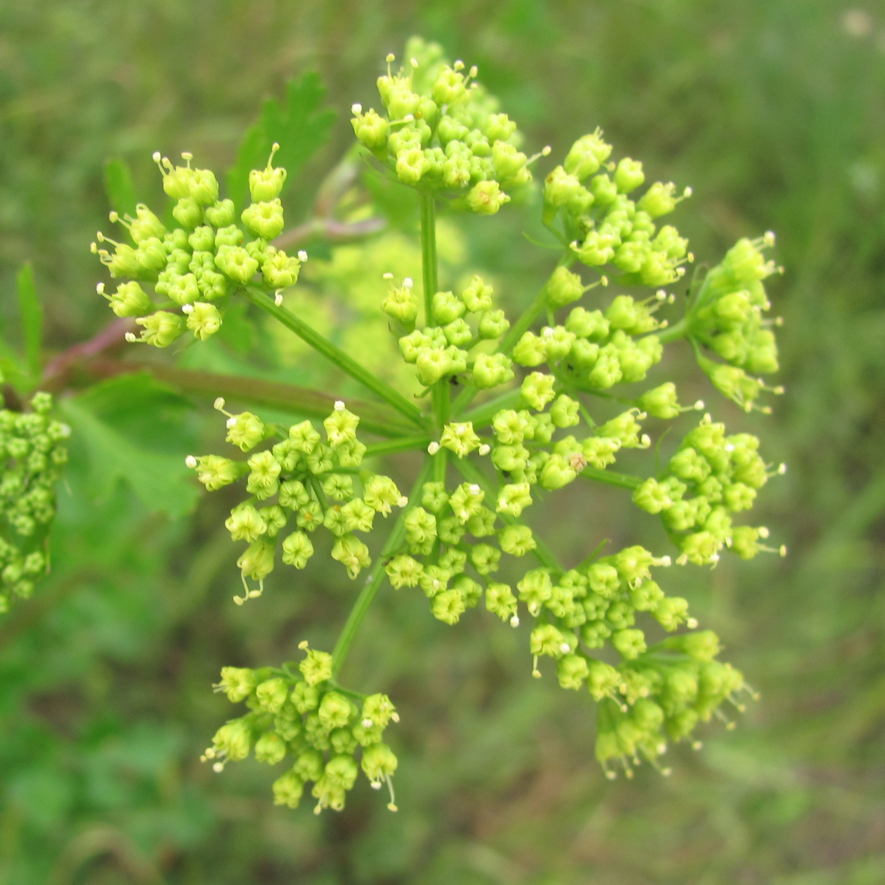 Polytaenia texana