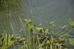 Sagittaria sagittifolia