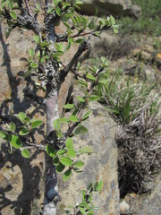 Cotoneaster nummularius