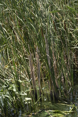 Typha angustifolia