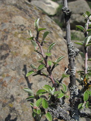 Cotoneaster nummularius