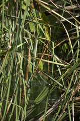 Typha angustifolia