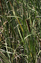Typha angustifolia
