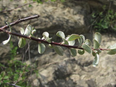 Cotoneaster nummularius