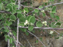 Cotoneaster nummularius