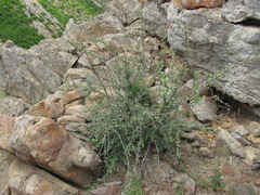 Cotoneaster nummularius
