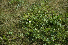 Convolvulus arvensis