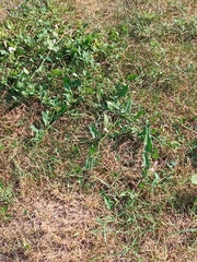 Convolvulus arvensis