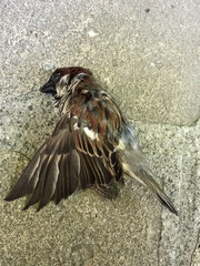 Passer domesticus