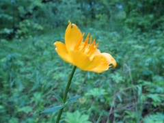 Trollius ledebourii