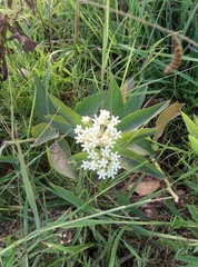 Asclepias × aequicornu