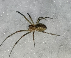 Pityohyphantes phrygianus