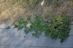 Artemisia vulgaris