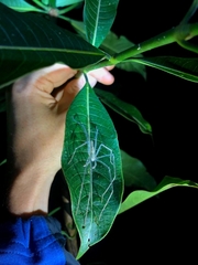 Anaptomecus