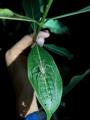 Anaptomecus