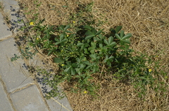 Potentilla intermedia