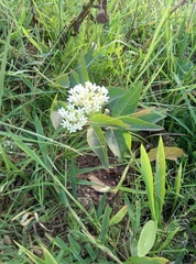 Asclepias × aequicornu