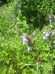 Salvia tomentosa
