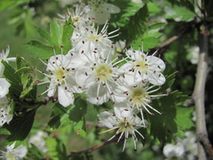 Crataegus pallasii
