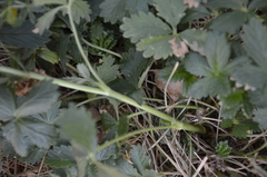 Potentilla intermedia