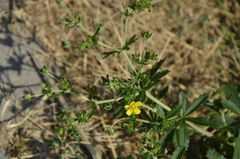 Potentilla intermedia